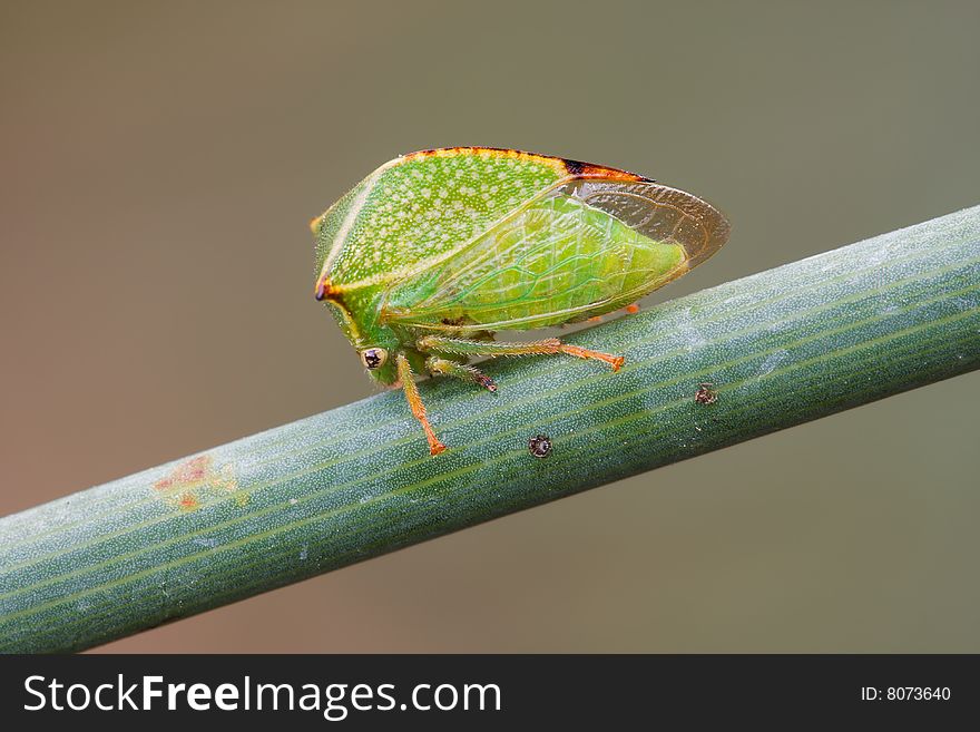 Small green cicada