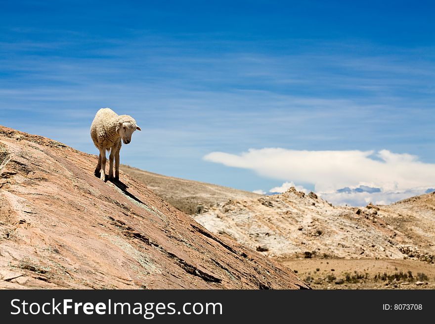 Sheep on Isla del Sol - Titicaca