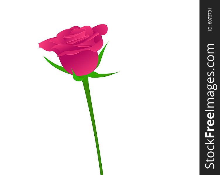 One pink rose on white background