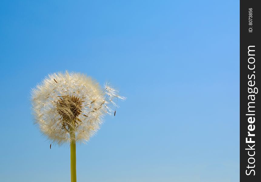 Dandelion Seeds Blown In The Wind