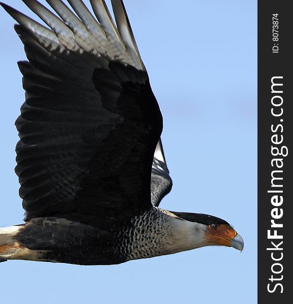 A Caracara bird soars over the Viera Wetlands in Florida looking for its lunch.     Photo By: Michael R. Brown