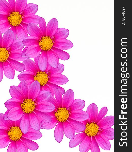 Flowers Decorative