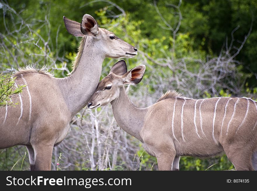 Kudu Mother With Her Cub