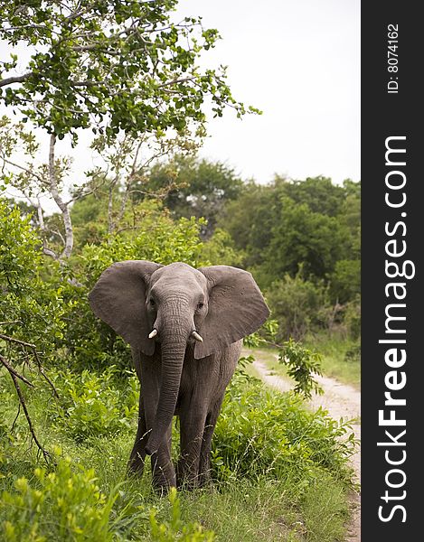 Young Elephant Mock Charging on safari in south africa.