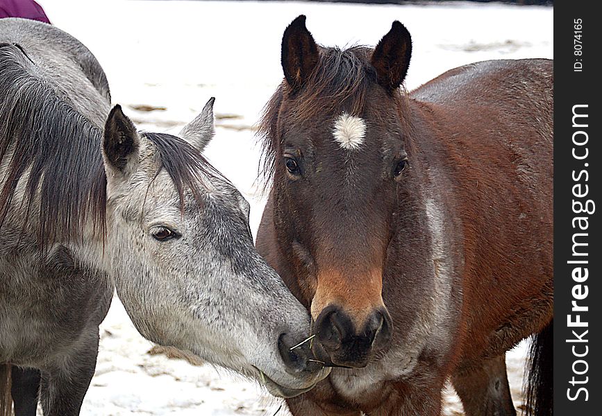 Two horses nuzzling each other