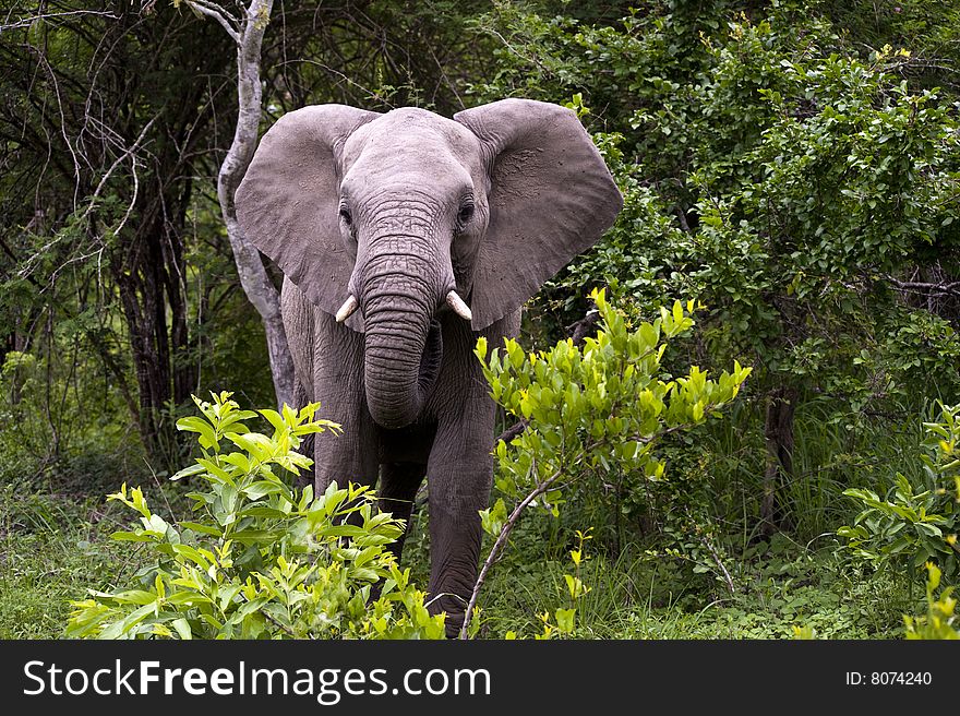 Young Elephant Mock Charging on safari in south africa.