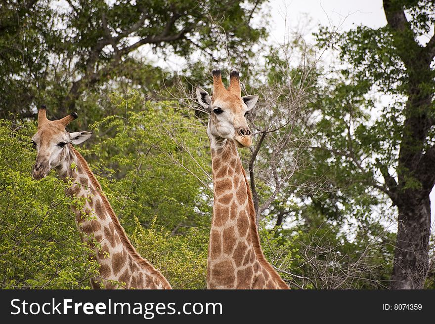 Giraffes in kruger national park