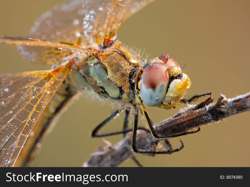 The dragonfly macro portrait