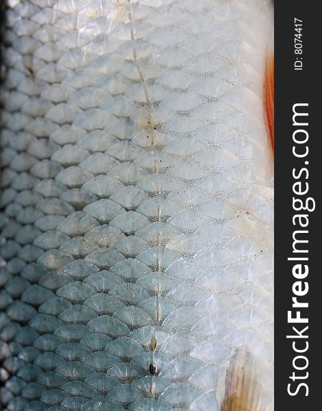 Background of wet fish scales