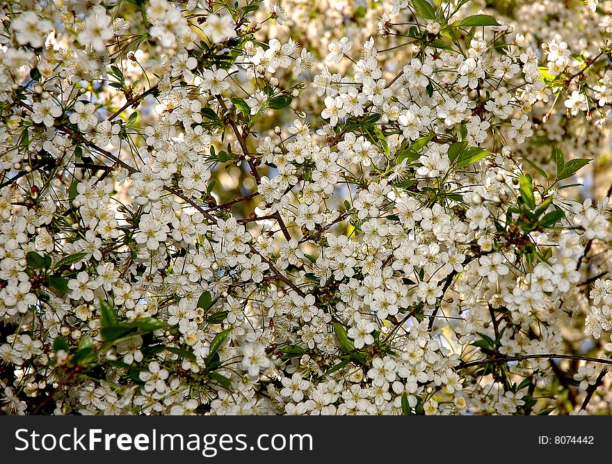 Set of fine flowers on a branch of a tree