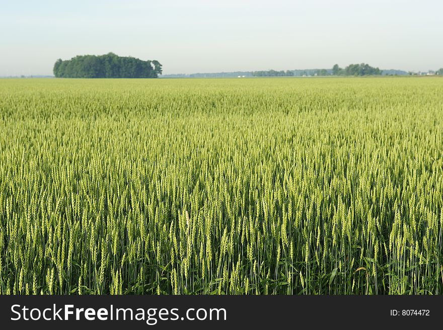 Rural Wheat field in mid summer.
