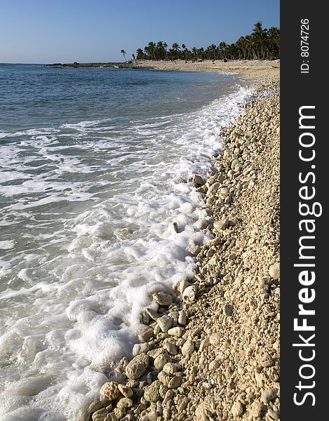 A wild coral shore in Cancun, with palm trees in the background. A wild coral shore in Cancun, with palm trees in the background