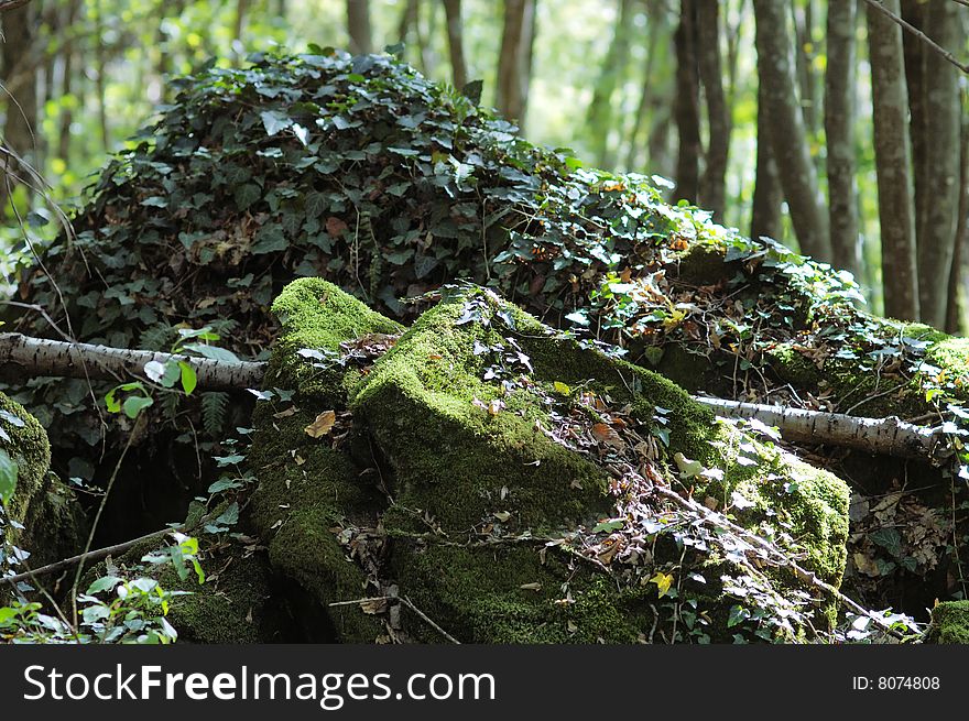 Big overgrown rock in the summer forest. Big overgrown rock in the summer forest.