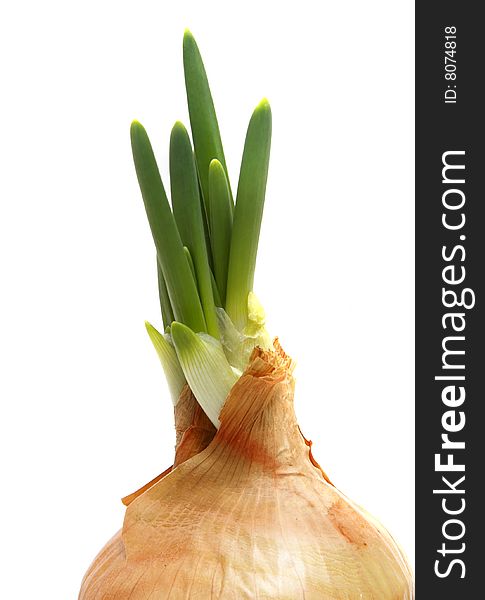 Spring onion isolated on white background.Green onion. Spring onion isolated on white background.Green onion