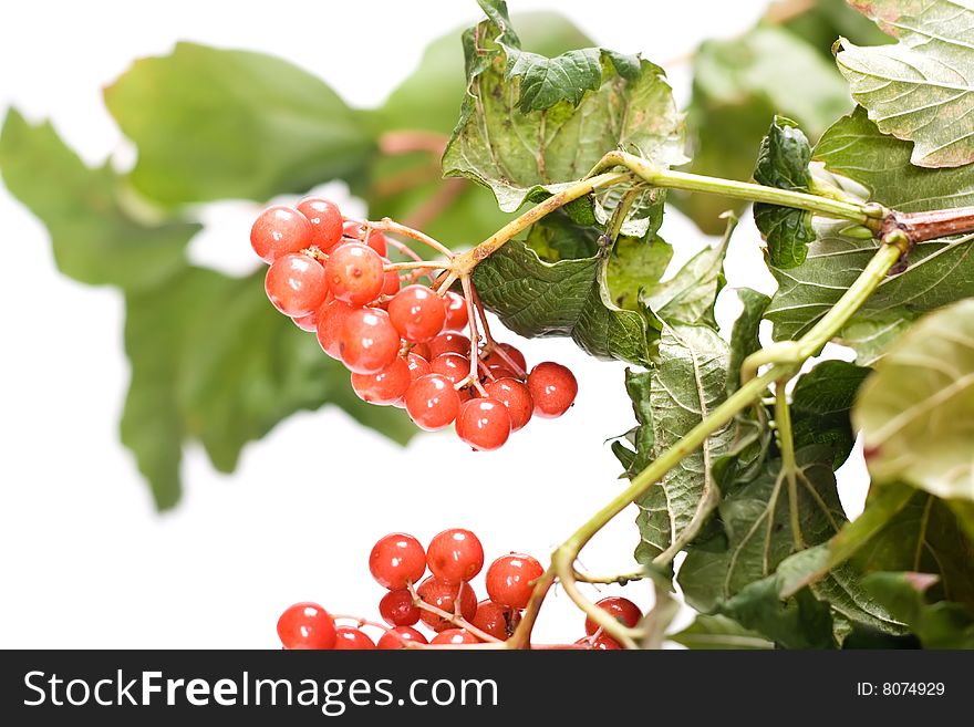Viburnum berry isolated on a white background