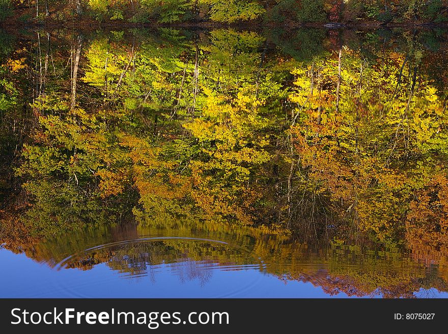 Reflection of Autumn Foliage through a Ripple in a Pond. Reflection of Autumn Foliage through a Ripple in a Pond