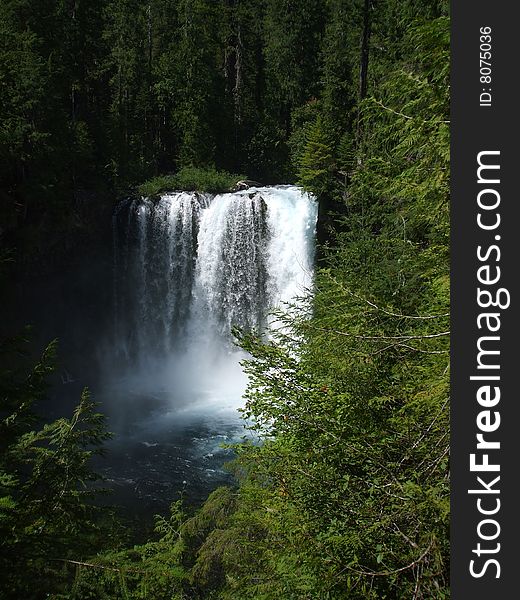 Koosah Falls In Western Oregon