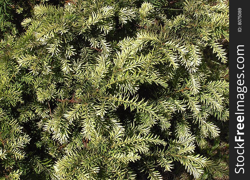Background: green  twigs of juniper. Background: green  twigs of juniper