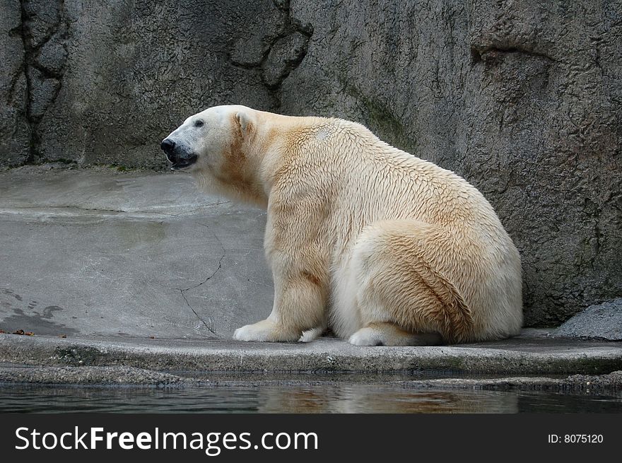 Polar bear resting on rocks next to water.