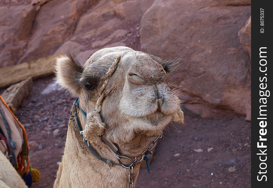 Egypt Camel