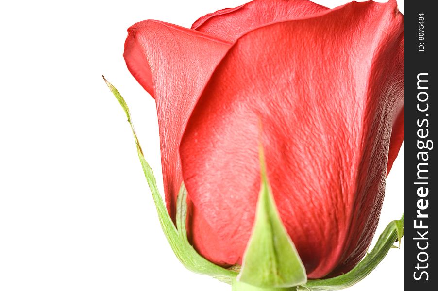 Red rose isolated on white background.