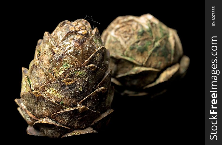 Pine cones isolated on black background.