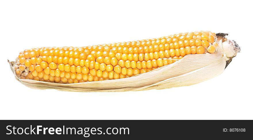 Freshly harvested corn isolated on white background. Freshly harvested corn isolated on white background.