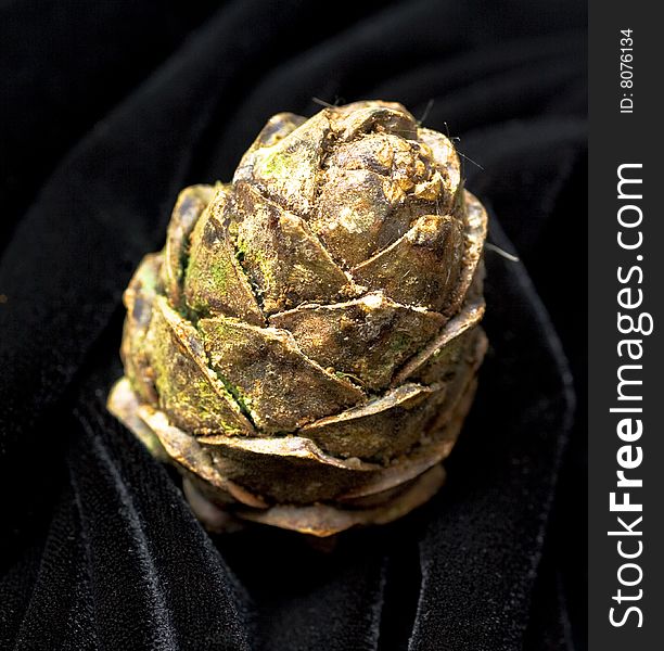 Pine cone on black velvet