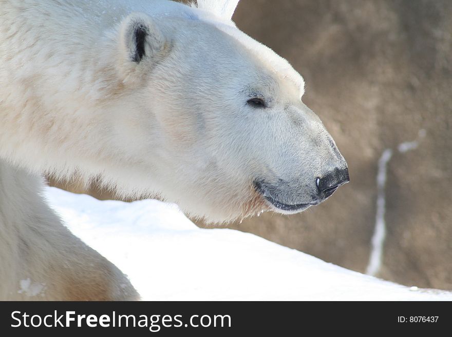 Close up of a polar bear in winter