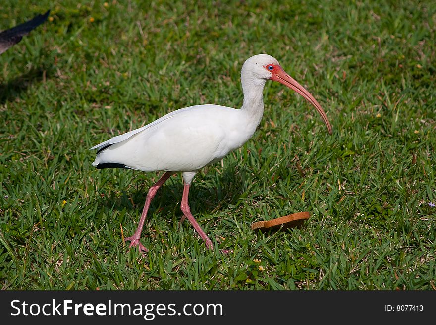 White ibis strolling in the grass.