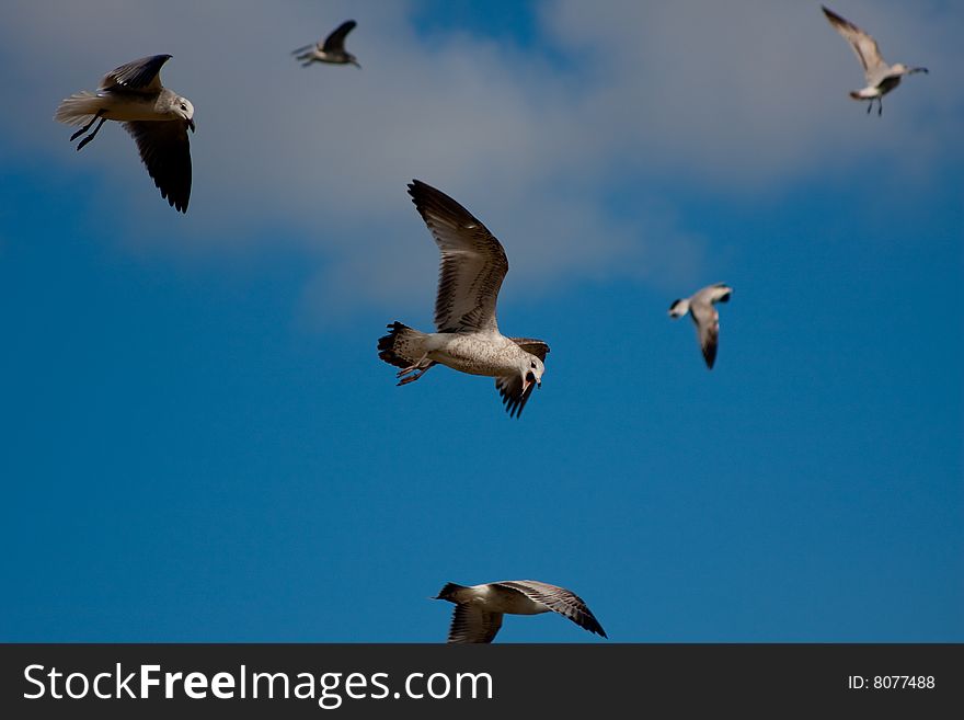 Seagulls flying over the beach. Seagulls flying over the beach.