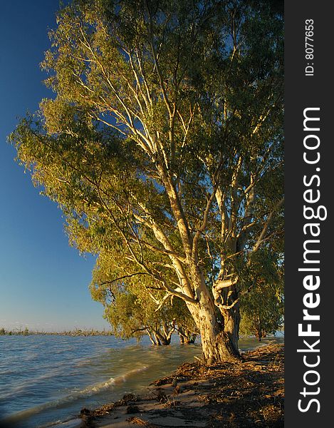 Eucalyptus Tree On Edge Of Water