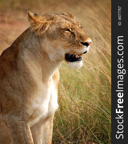 Lioness waiting for prey in Masai Mara Reserve