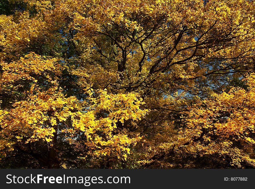 The autumn, nature color, color view. The autumn, nature color, color view