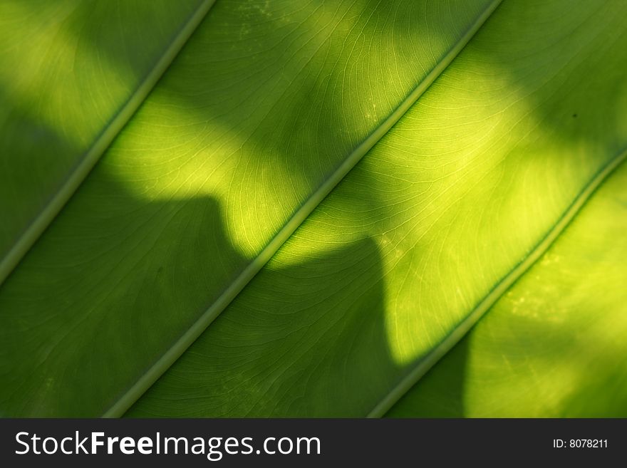 A leaf with backlighting background