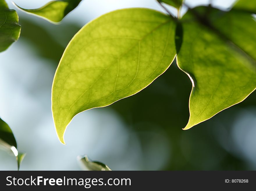 A leaf with backlighting background