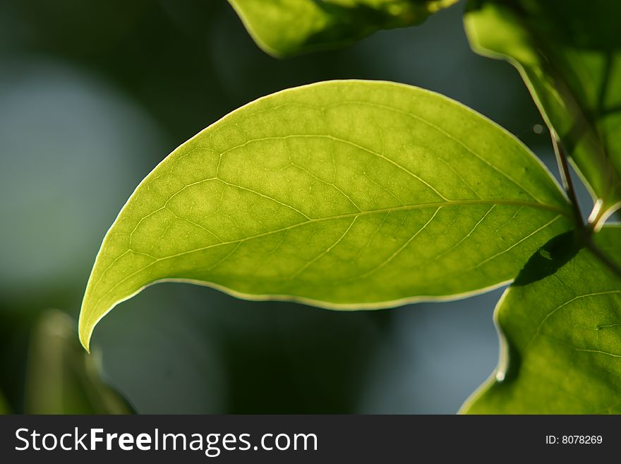 A leaf with backlighting background