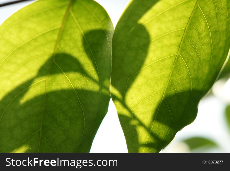 A leaf with backlighting background