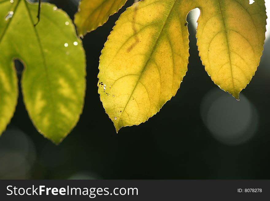 A leaf with backlighting background