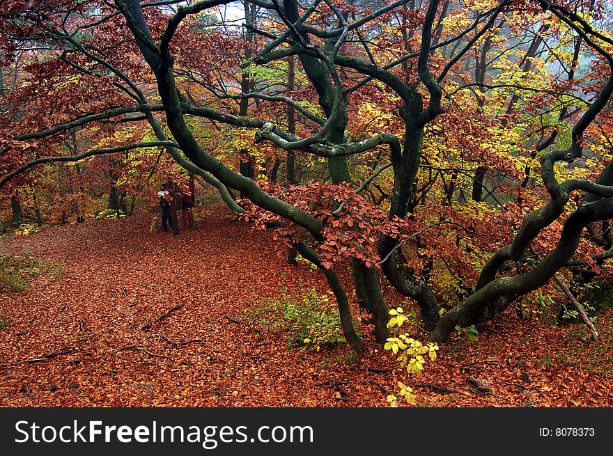 Autumn color