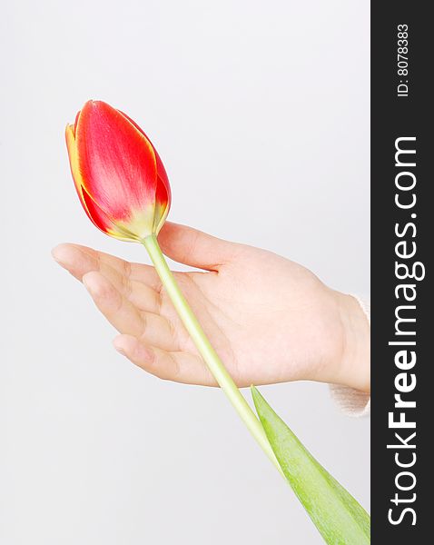 A tulip on woman hand. isolated on white.