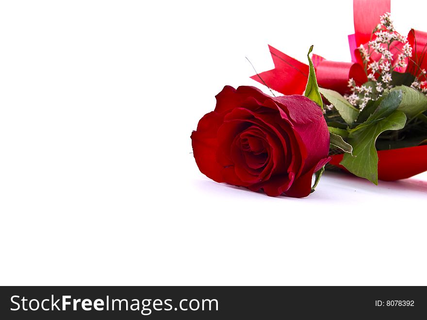 Single red rose against white backround