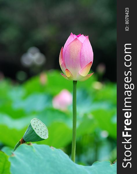 Pink lotus bud bloom on a green background
