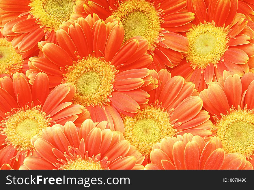 Closeup of beautiful sunflower petals