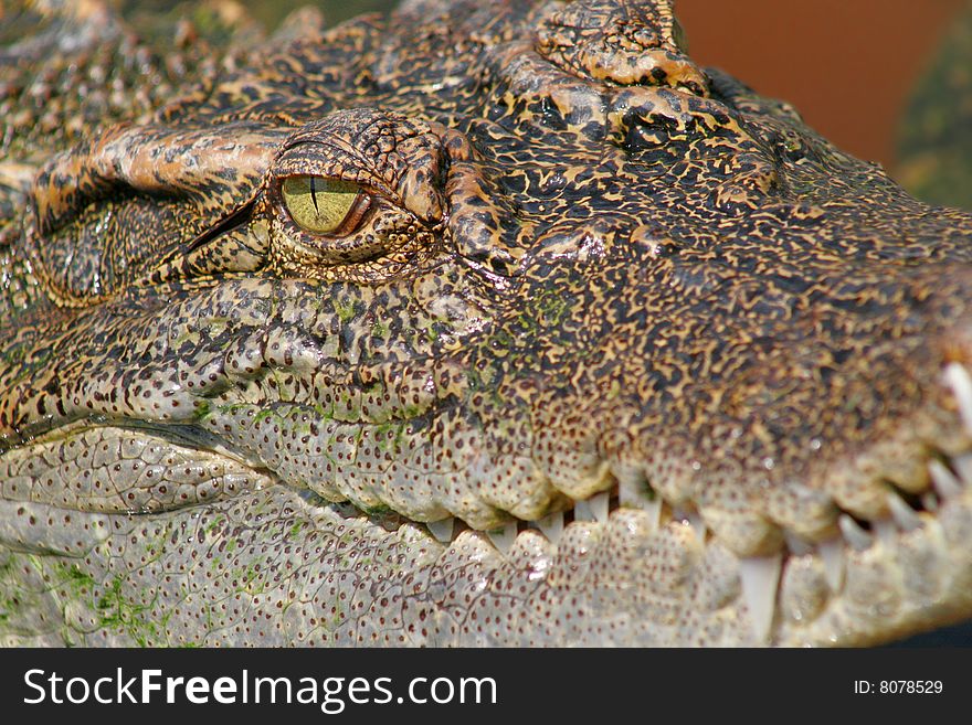 Crocodile in the Vietnamese river.