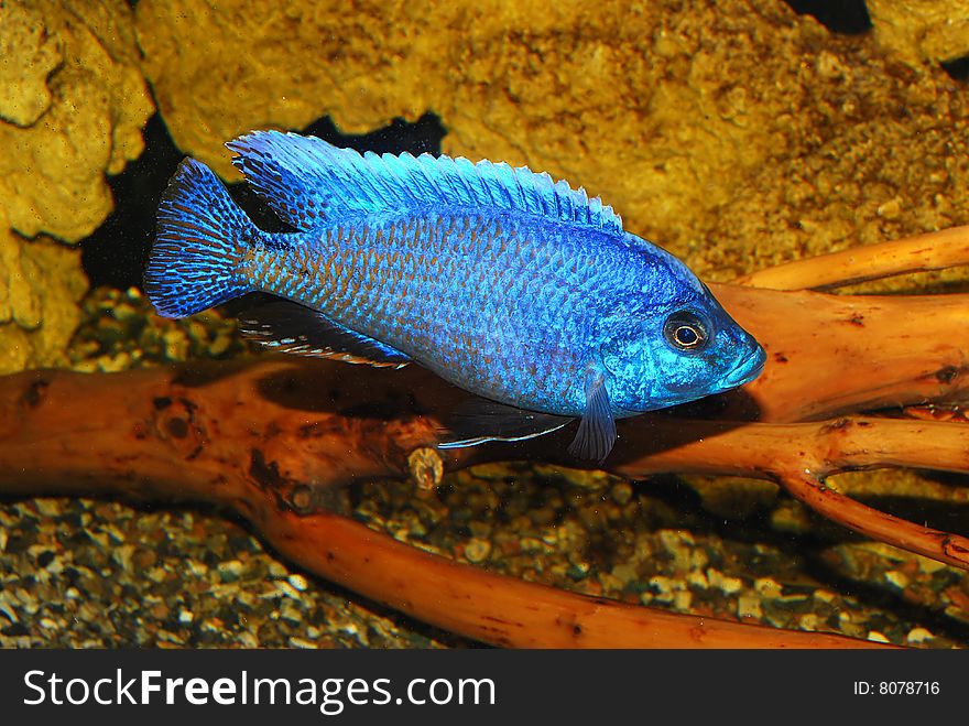 River decorative fish in an aquarium