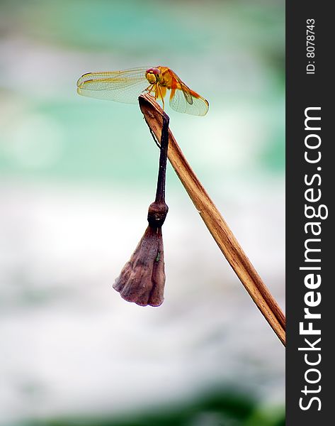 Dragonfly stay on a lotus branch,on green and white  background