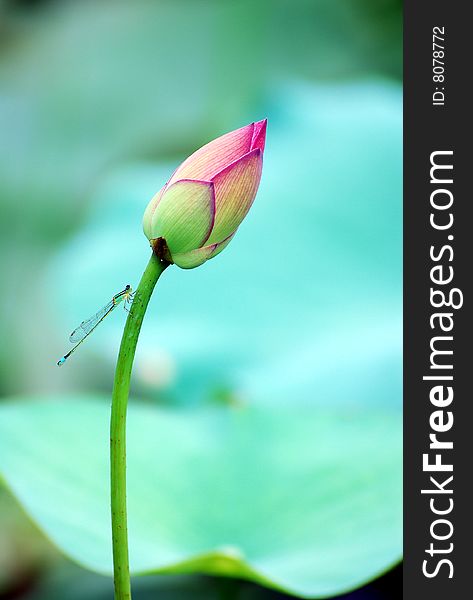 A dragonfly resting on a lotus bud. A dragonfly resting on a lotus bud