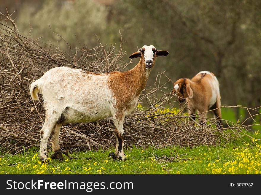 Two goats walk on the nature
