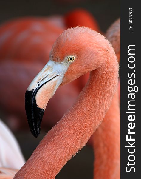 Close-up a class pink flamingo.